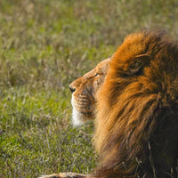 6616ab8ed8c3c268632d0a1d_male-lion-staring-into-the-distance_1768023468590.jpg