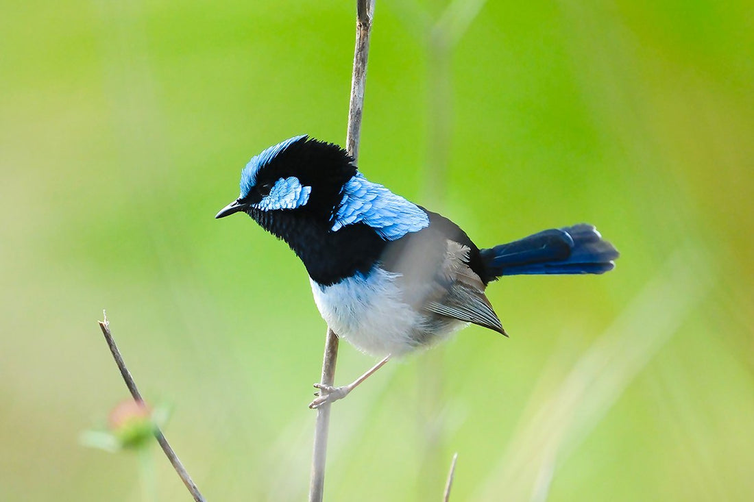 6616ab8ed8c3c268632d0a1d_male-superb-fairy-wren-australia_1768277560427.jpg