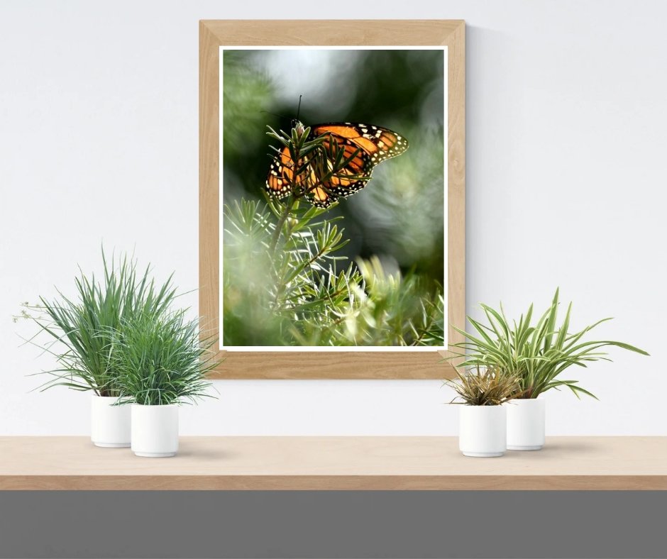 6616ab8ed8c3c268632d0a1d_monarch-butterfly-series-one-mockup_1766316227770.jpg