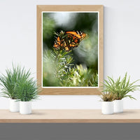 6616ab8ed8c3c268632d0a1d_monarch-butterfly-series-one-mockup_1766316227770.jpg