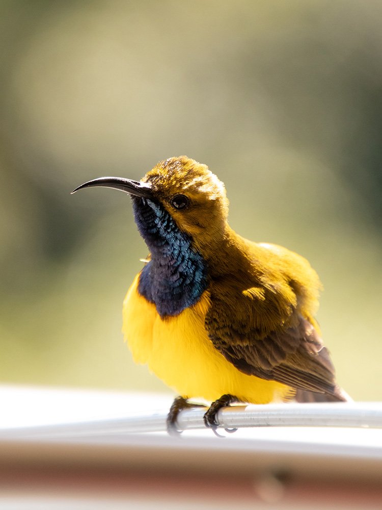 6616ab8ed8c3c268632d0a1d_olive-backed-sunbird-web_1763361883419.jpg