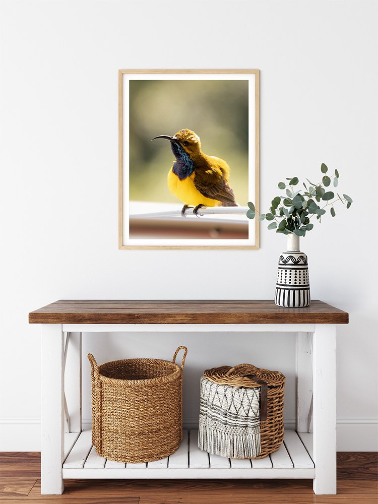 6616ab8ed8c3c268632d0a1d_olive-backed-sunbird-wood-frame_1763361883419.jpg