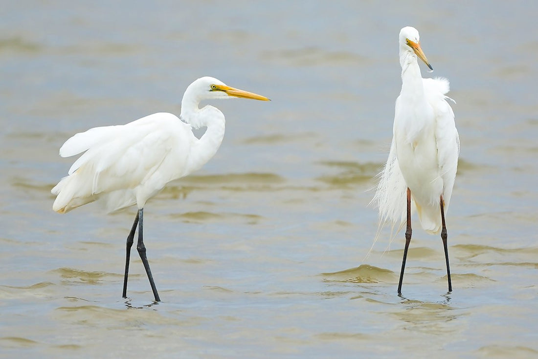 6616ab8ed8c3c268632d0a1d_pair-of-great-egrets-coorong-south-australia_1768277879633.jpg