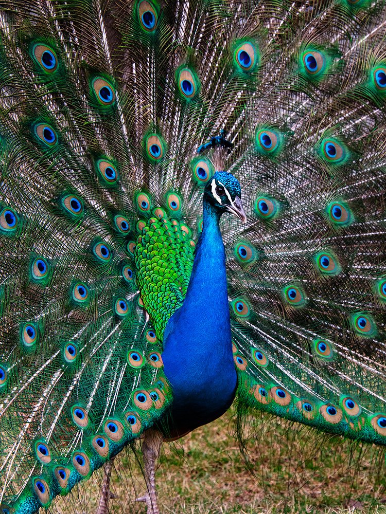 6616ab8ed8c3c268632d0a1d_peacock-portrait-1-web_1765694647517.jpg
