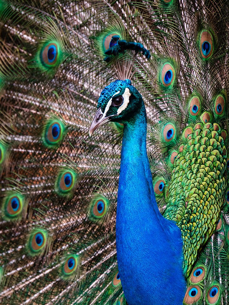 6616ab8ed8c3c268632d0a1d_peacock-portrait-4-web_1765694822873.jpg