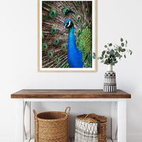 6616ab8ed8c3c268632d0a1d_peacock-portrait-4-wood-frame_1765694822873.jpg