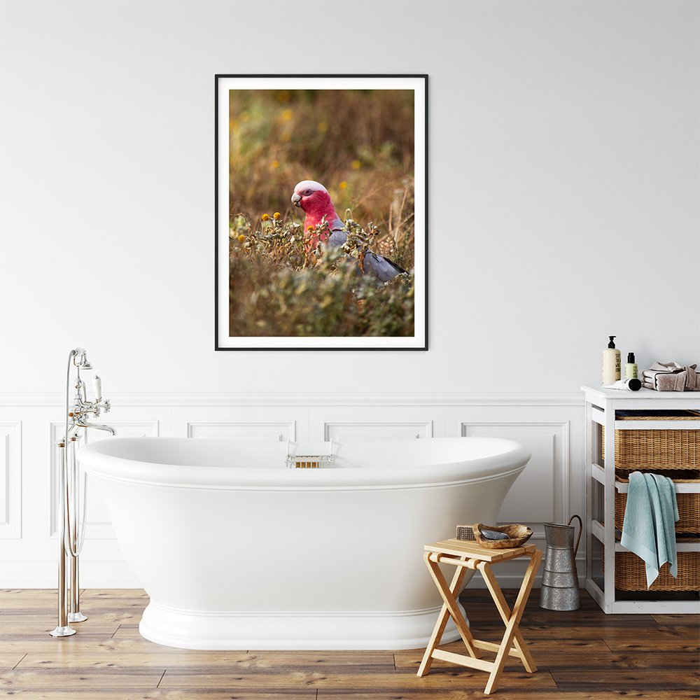 6616ab8ed8c3c268632d0a1d_pink-galah-in-field-at-broken-hill-black-frame_1765694872476.jpg