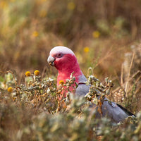 6616ab8ed8c3c268632d0a1d_pink-galah-in-field-at-broken-hill-web_1765694872476.jpg