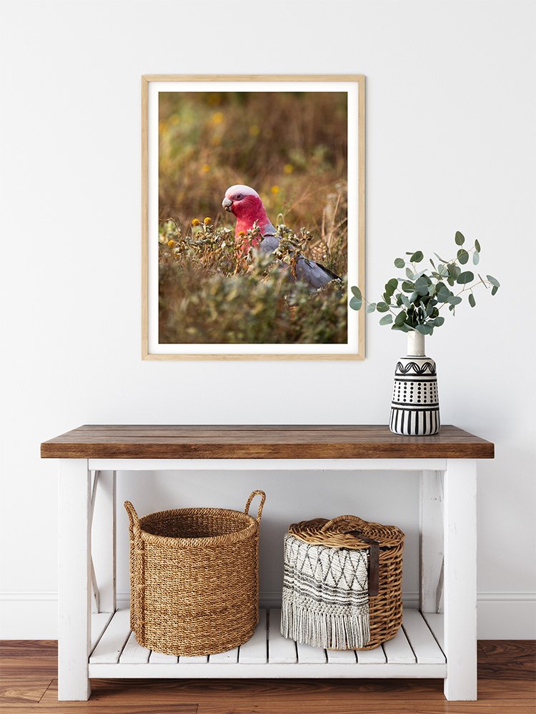 6616ab8ed8c3c268632d0a1d_pink-galah-in-field-at-broken-hill-wood-frame_1765694872476.jpg