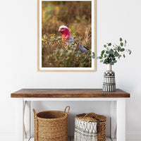 6616ab8ed8c3c268632d0a1d_pink-galah-in-field-at-broken-hill-wood-frame_1765694872476.jpg