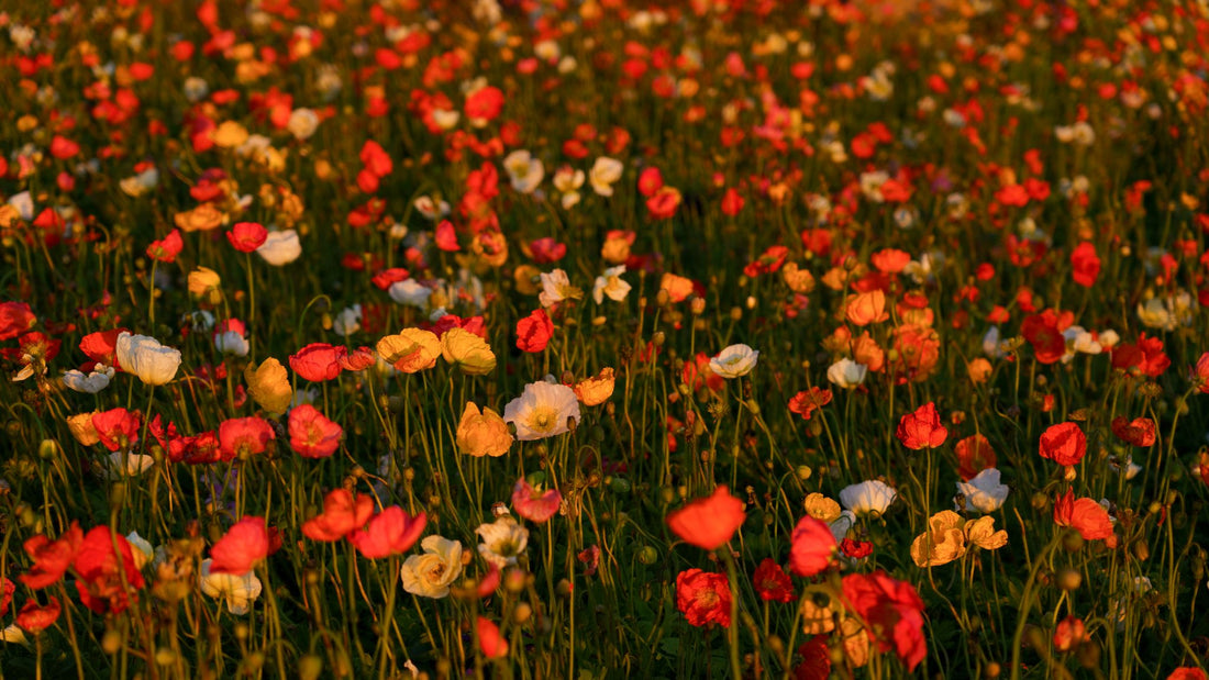 6616ab8ed8c3c268632d0a1d_poppy-flowers-at-sunset-near-toowoomba-queensland_1768023597144.jpg