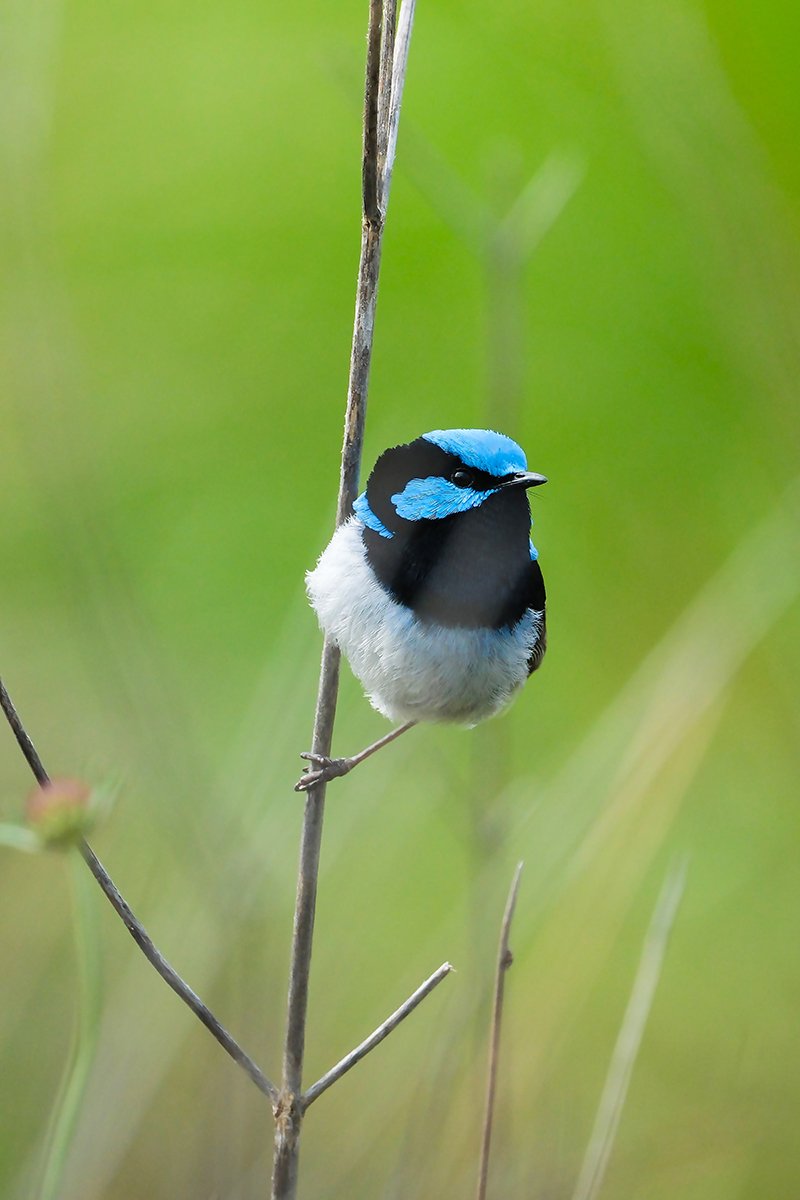 6616ab8ed8c3c268632d0a1d_portrait-of-male-superb-fairy-wren-australia_1768278203768.jpg