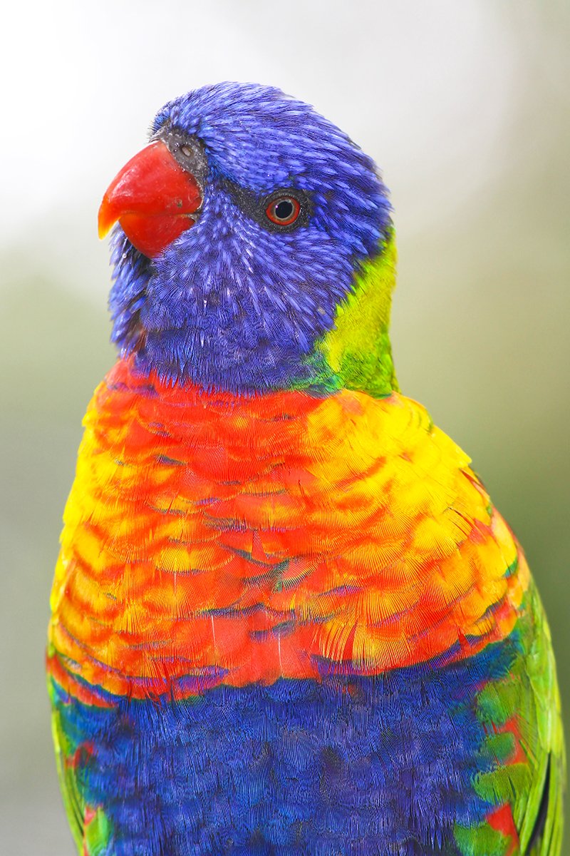 6616ab8ed8c3c268632d0a1d_portrait-of-rainbow-lorikeet-south-australia_1768274111432.jpg