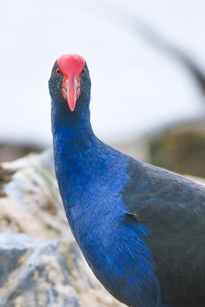 6616ab8ed8c3c268632d0a1d_purple-swamphen-australia_1768278339055.jpg