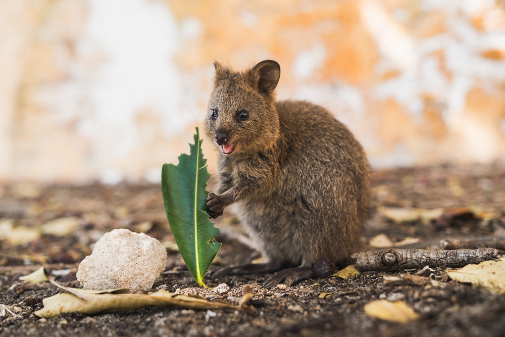 6616ab8ed8c3c268632d0a1d_quokka-on-rottnest-island-western-australia-jonathantan-thetantrap-webres_1780295515151.jpg