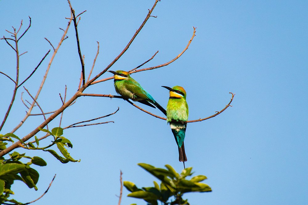 6616ab8ed8c3c268632d0a1d_rainbow-bee-eaters-on-branch-web_1765689248090.jpg