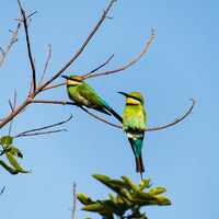 6616ab8ed8c3c268632d0a1d_rainbow-bee-eaters-on-branch-web_1765689248090.jpg