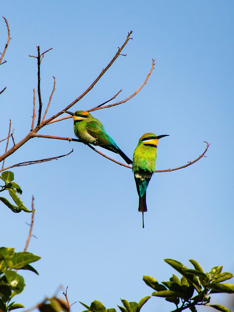 6616ab8ed8c3c268632d0a1d_rainbow-bee-eaters-portrait-web_1765689336456.jpg