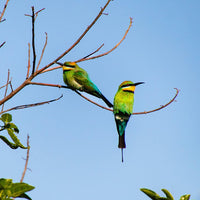 6616ab8ed8c3c268632d0a1d_rainbow-bee-eaters-portrait-web_1765689336456.jpg