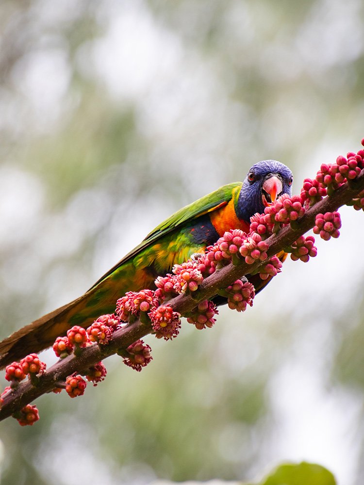6616ab8ed8c3c268632d0a1d_rainbow-lorikeet-on-a-branch-web_1765689442108.jpg