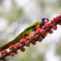 6616ab8ed8c3c268632d0a1d_rainbow-lorikeet-on-a-branch-web_1765689442108.jpg