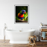 6616ab8ed8c3c268632d0a1d_rainbow-lorikeet-portrait-black-frame_1763361705637.jpg