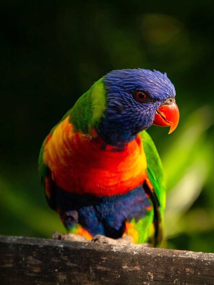 6616ab8ed8c3c268632d0a1d_rainbow-lorikeet-portrait-web_1763361705637.jpg