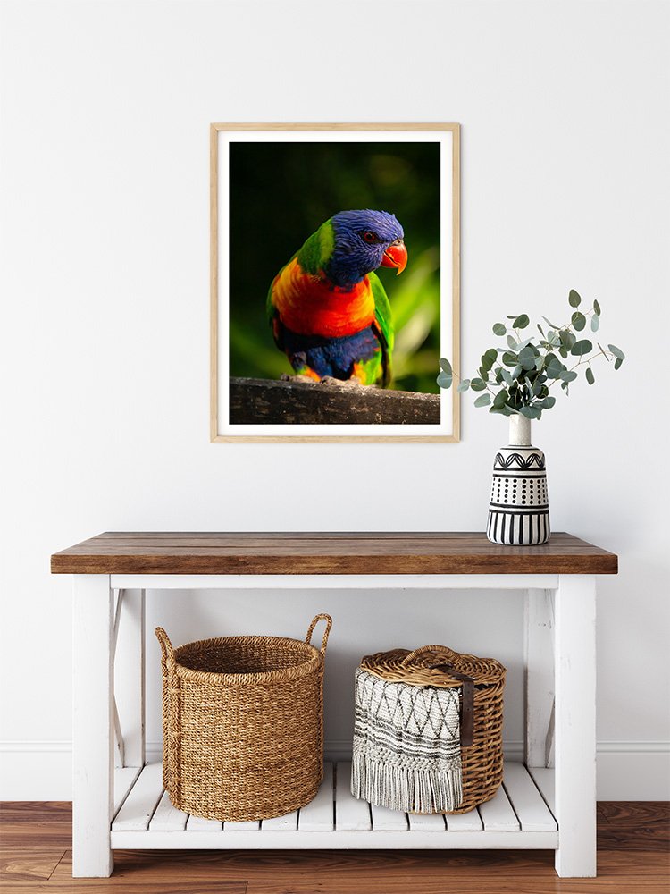 6616ab8ed8c3c268632d0a1d_rainbow-lorikeet-portrait-wood-frame_1763361705637.jpg