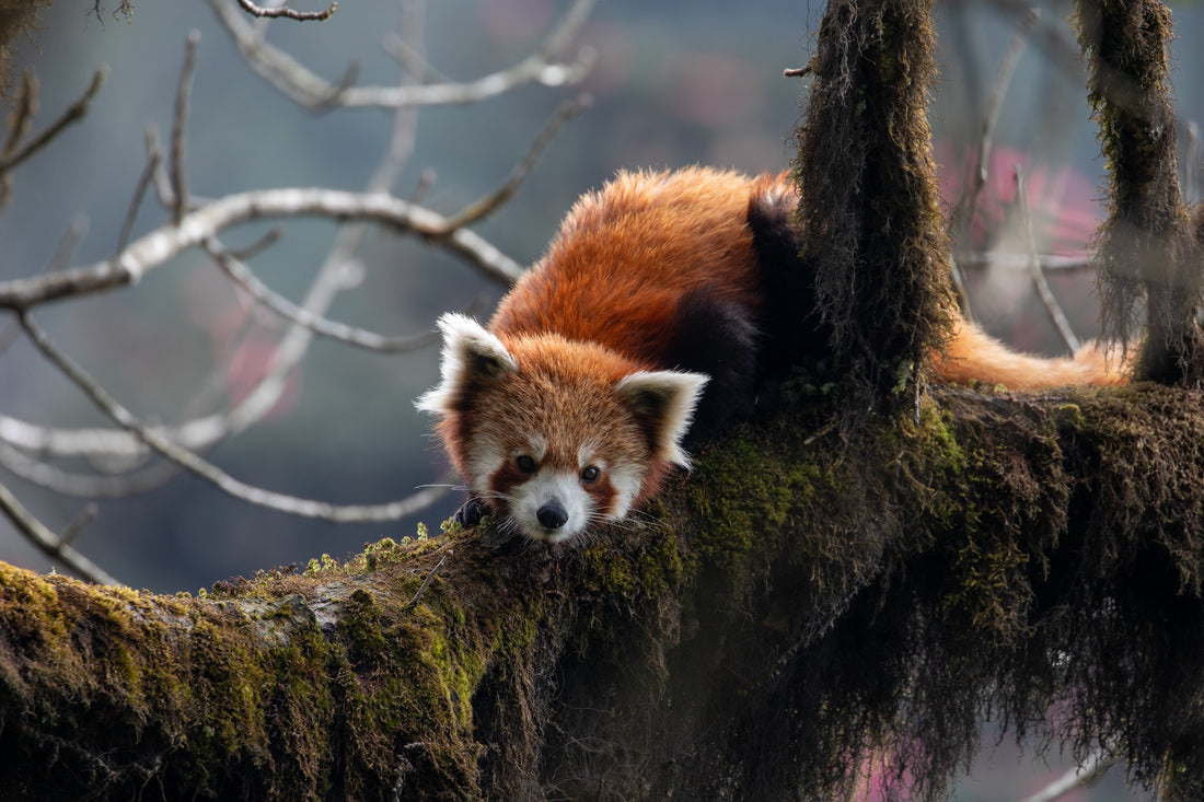 6616ab8ed8c3c268632d0a1d_red-panda-landscape-version-_1785588092102.jpg