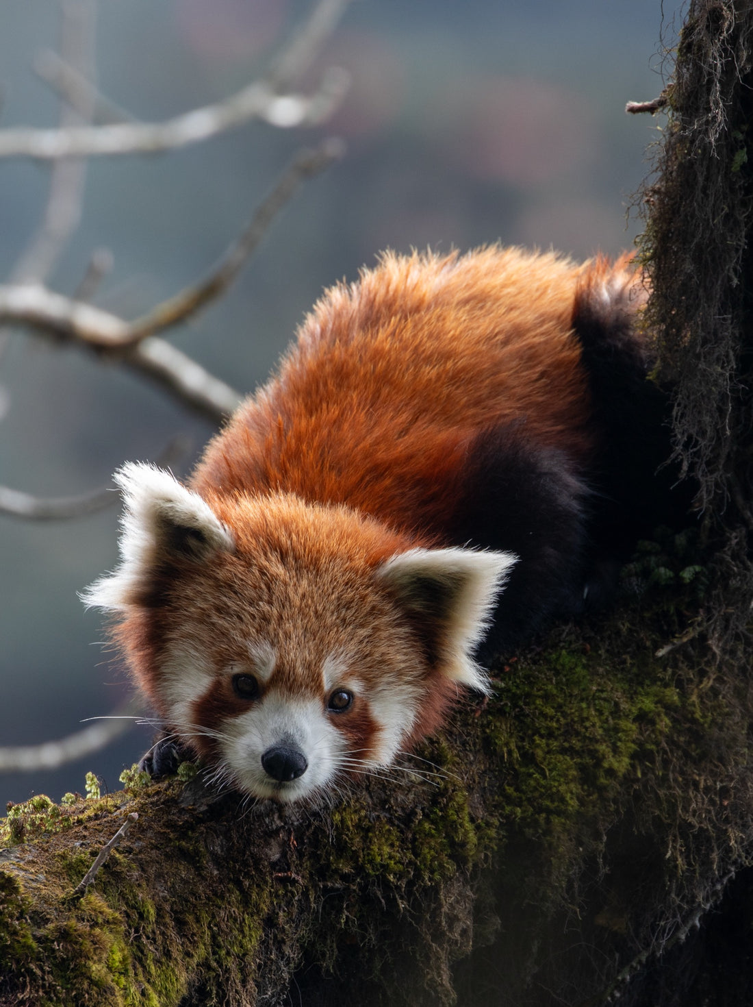 6616ab8ed8c3c268632d0a1d_red-panda_1785587882629.jpg