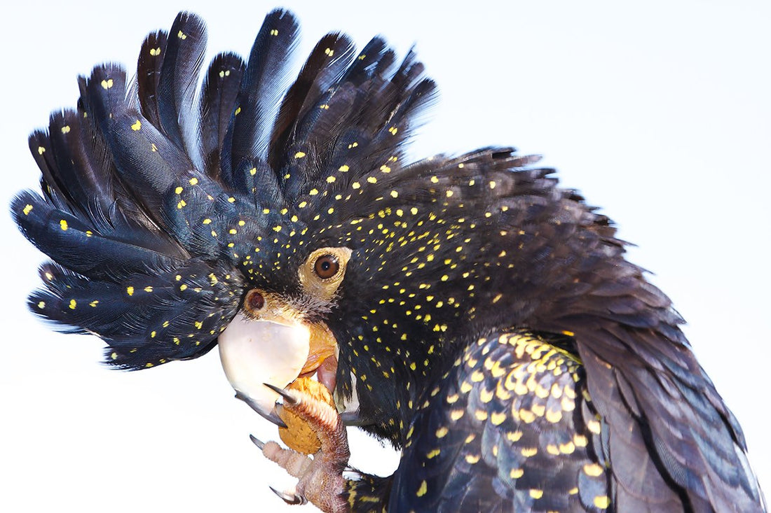 6616ab8ed8c3c268632d0a1d_red-tailed-black-cockatoo_1768278653607.jpg