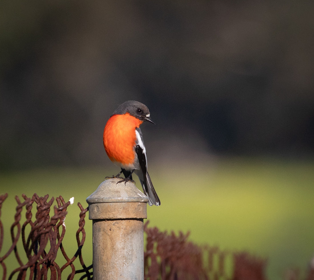 6616ab8ed8c3c268632d0a1d_robin-on-fence_1785585746195.jpg