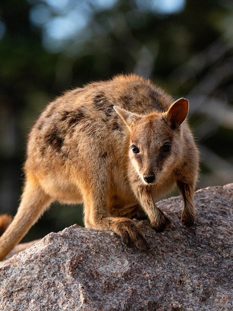 6616ab8ed8c3c268632d0a1d_rock-wallaby-on-magnetic-island-web_1763362047354.jpg