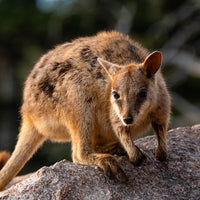 6616ab8ed8c3c268632d0a1d_rock-wallaby-on-magnetic-island-web_1763362047354.jpg