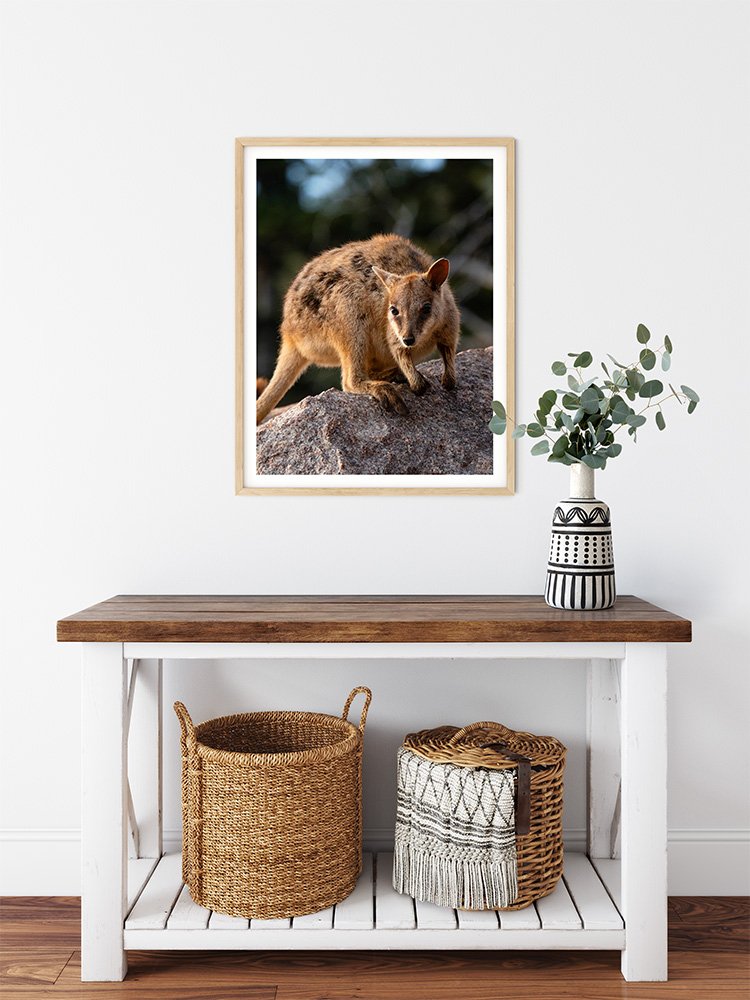 6616ab8ed8c3c268632d0a1d_rock-wallaby-on-magnetic-island-wood-frame_1763362047354.jpg