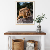6616ab8ed8c3c268632d0a1d_rock-wallaby-on-magnetic-island-wood-frame_1763362047354.jpg
