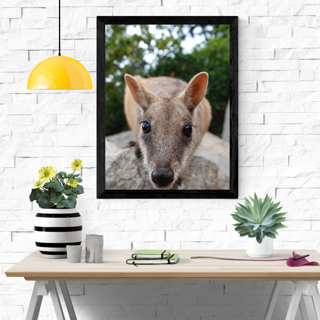 6616ab8ed8c3c268632d0a1d_rock-wallaby-wall-art_1765445168389.png