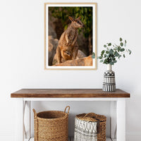 6616ab8ed8c3c268632d0a1d_rock-wallaby-with-joey-in-pouch-wood-frame_1763362223253.jpg