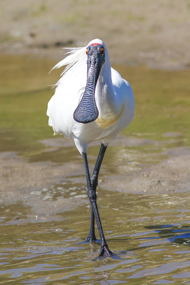 6616ab8ed8c3c268632d0a1d_royal-spoonbill-coorong-south-australia_1768279039163.jpg