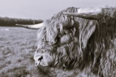 6616ab8ed8c3c268632d0a1d_screenshot-highland-bull-side-on-black-and-white_1785069141414.jpg