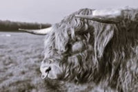 6616ab8ed8c3c268632d0a1d_screenshot-highland-bull-side-on-black-and-white_1785069141414.jpg