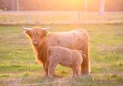 6616ab8ed8c3c268632d0a1d_screenshot-highland-coo-and-calf-golden-hour_1785160150597.jpg