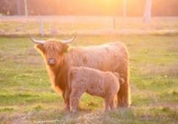 6616ab8ed8c3c268632d0a1d_screenshot-highland-coo-and-calf-golden-hour_1785160150597.jpg