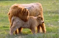 6616ab8ed8c3c268632d0a1d_screenshot-highland-coo-and-calf_1785070766103.jpg