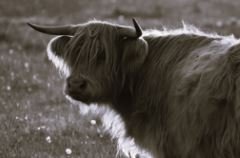 6616ab8ed8c3c268632d0a1d_screenshot-highland-coo-black-and-white-portrait-head-turn_1785159092546.jpg