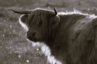 6616ab8ed8c3c268632d0a1d_screenshot-highland-coo-black-and-white-portrait-head-turn_1785159092546.jpg