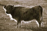 6616ab8ed8c3c268632d0a1d_screenshot-highland-coo-full-body-side-on-black-and-white_1785070251462.jpg
