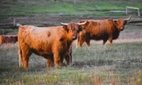 6616ab8ed8c3c268632d0a1d_screenshot-highland-coo-pair_1785071293241.jpg