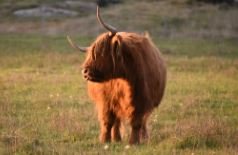 6616ab8ed8c3c268632d0a1d_screenshot-highland-coo-scratching-colour_1785159403309.jpg