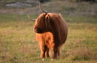 6616ab8ed8c3c268632d0a1d_screenshot-highland-coo-scratching-colour_1785159403309.jpg